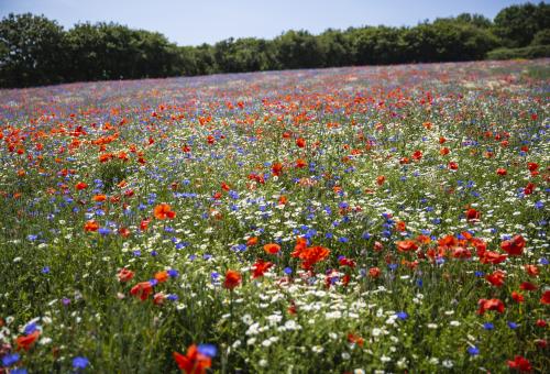 Wildflower field
